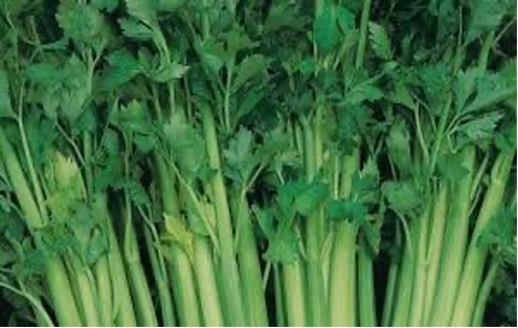 Celery Tall CS
