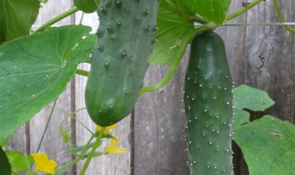 Cucumber – Ashley