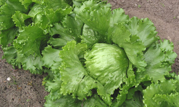 Lettuce – Great Select CS