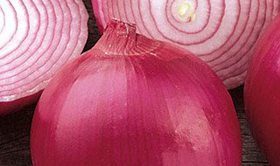 Onion – Red Cornet F1