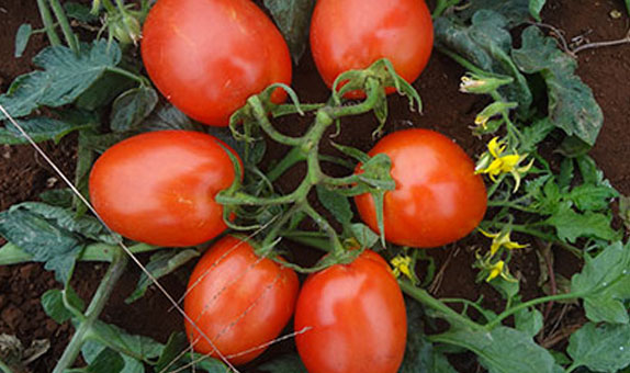 Tomato – Rionex