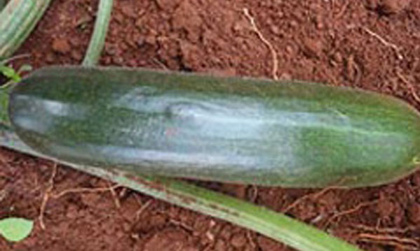 Squash – Cera F1