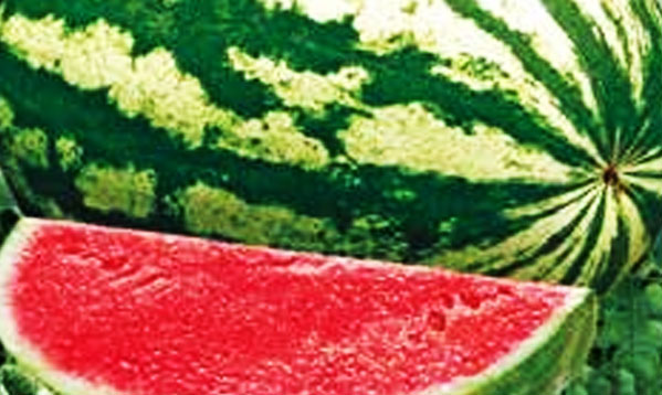 Watermelon – Anita F1