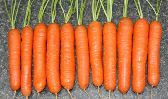 Carrot – Nantes Prime
