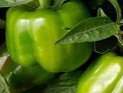 Sweet Pepper – California Wonder